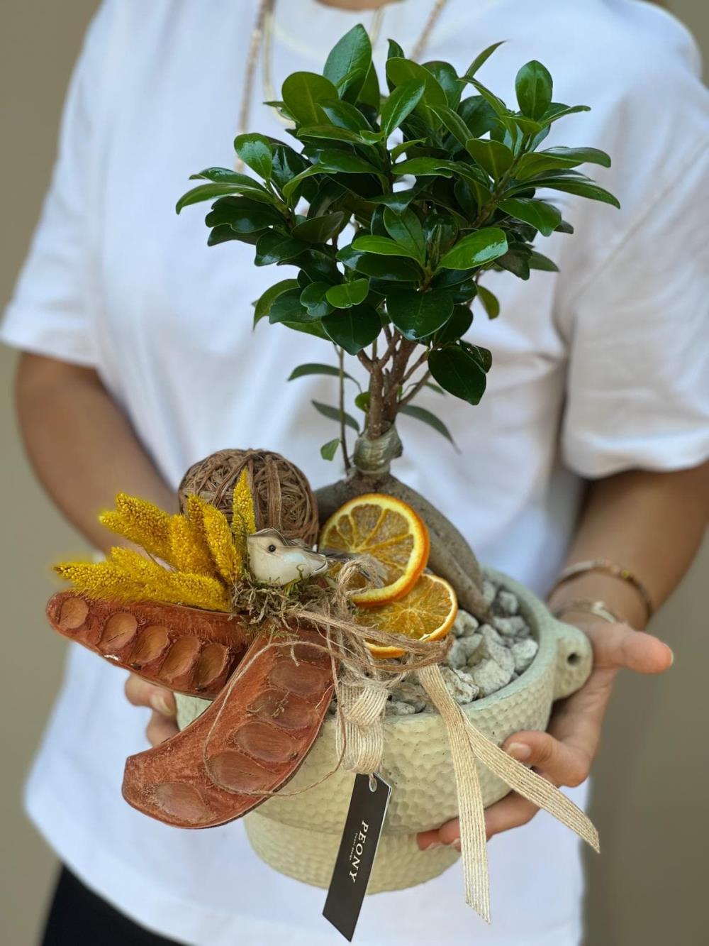 Naturel Yellow Bonsai Ağacı